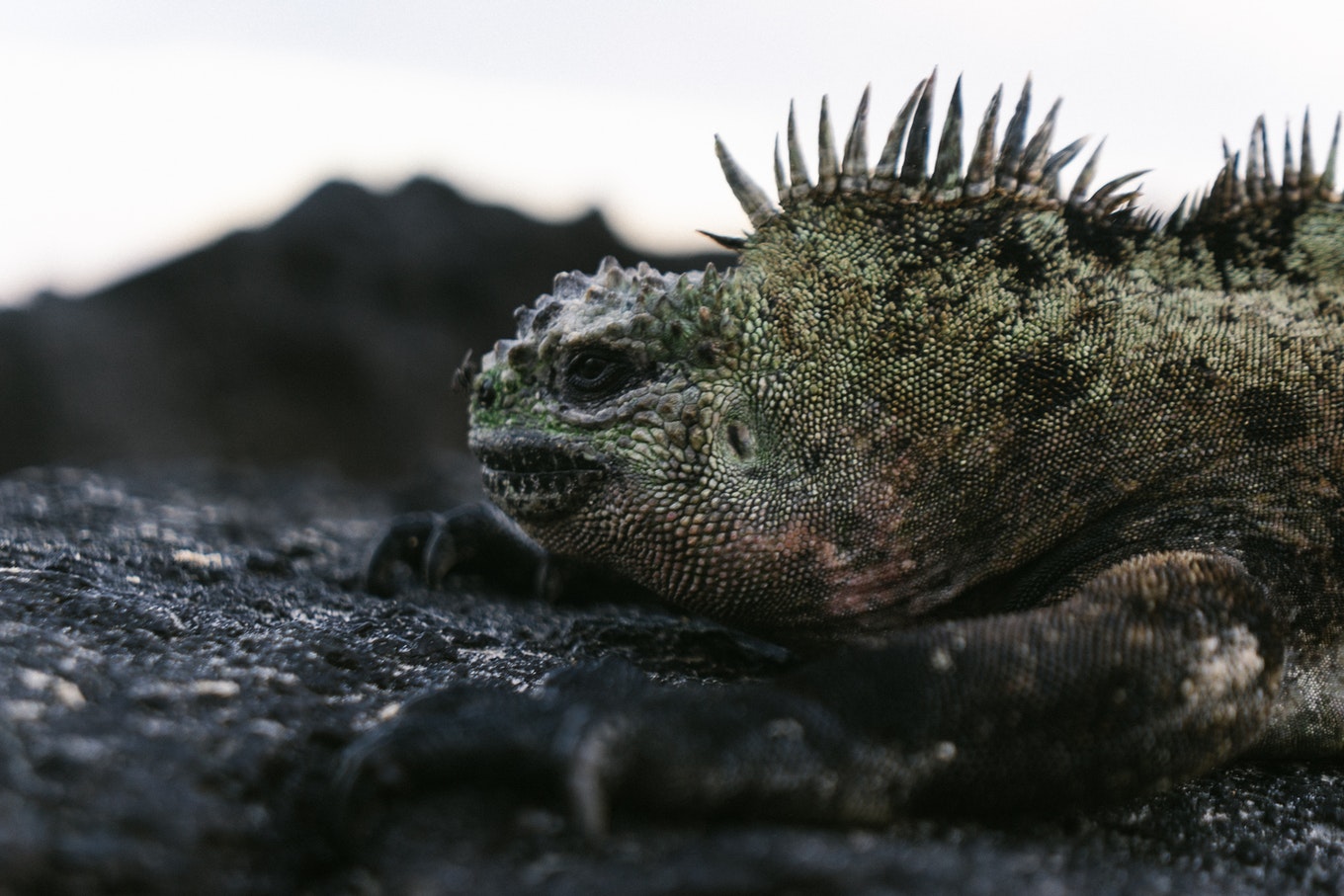 Marine iguanas are everywhere